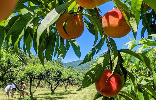 Henley's Orchard
