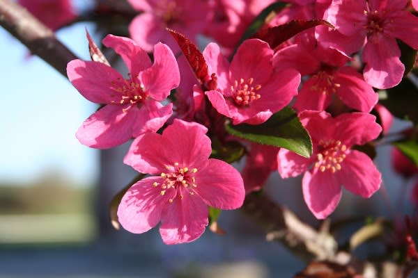 Countryside Farm and Nurseries, LLC