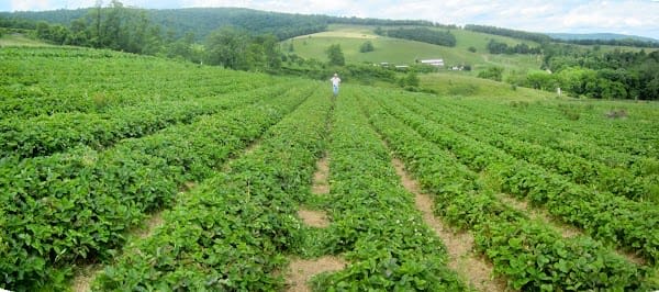 Hollin Farms