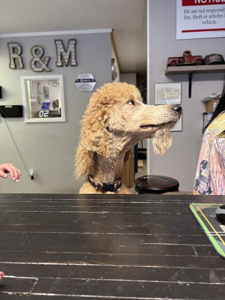 R & M Automotive