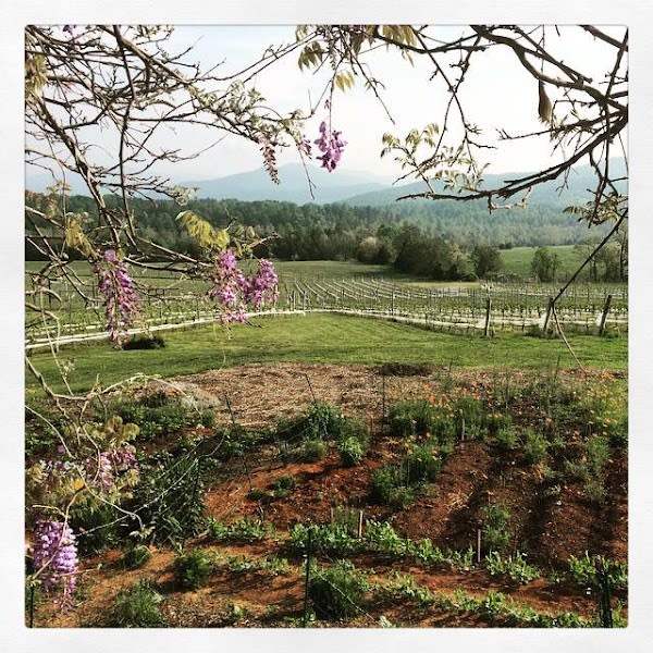 Stinson Vineyards