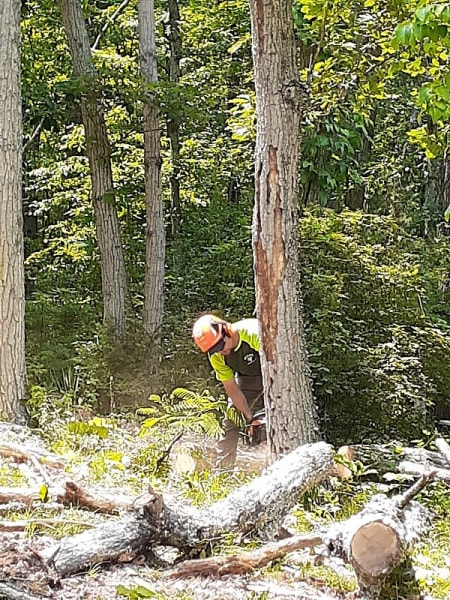 Dean's Tree Service