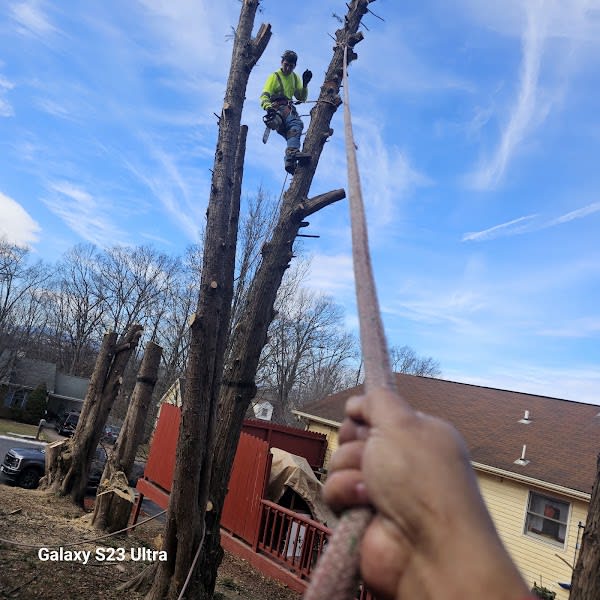 River Tree Services LLC