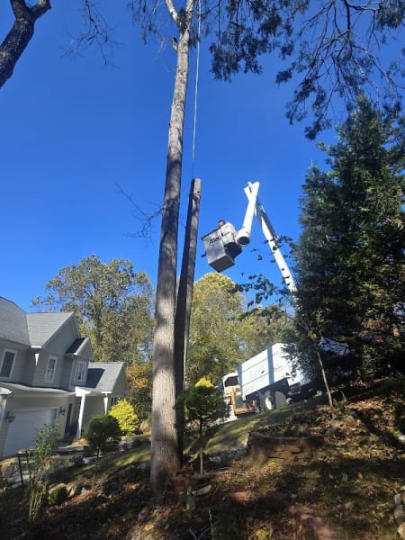White River Tree Services