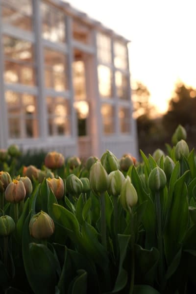 Foothills Flower Farm