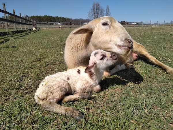 Valley Herd Health, LLC