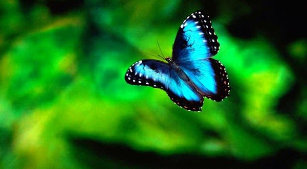 Wholistic Wisdom Healing Arts Center