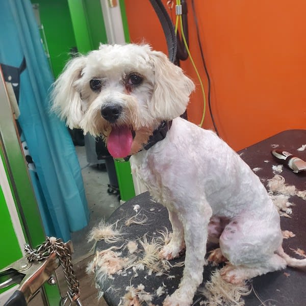 Hi Puppy Grooming