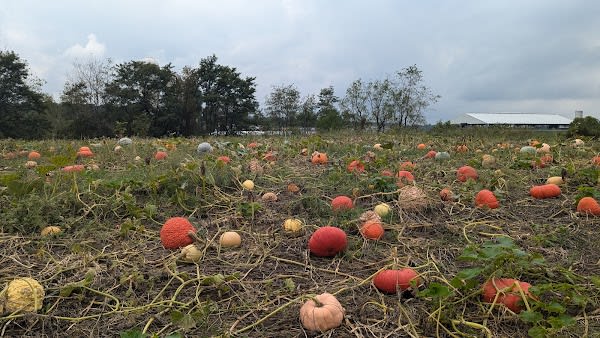 Spring Creek Farm and Produce
