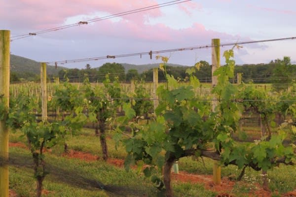 Chestnut Oak Vineyard