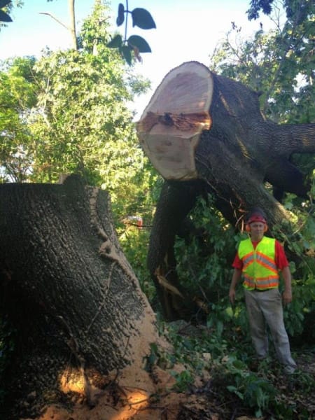 ArborLife Professional Tree Care