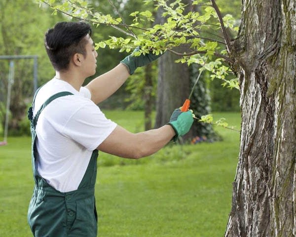 Final Touch Tree Service