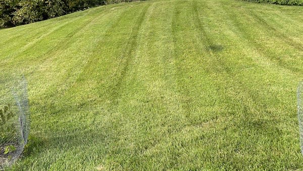 Hunter Cruz Lawn Care