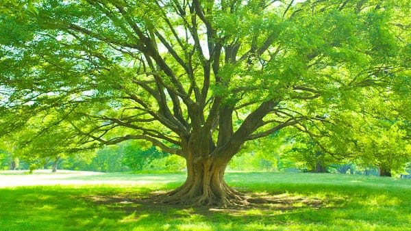 Cunningham's Tree & Landscape