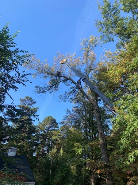 Stuarts Lawn and Tree Service