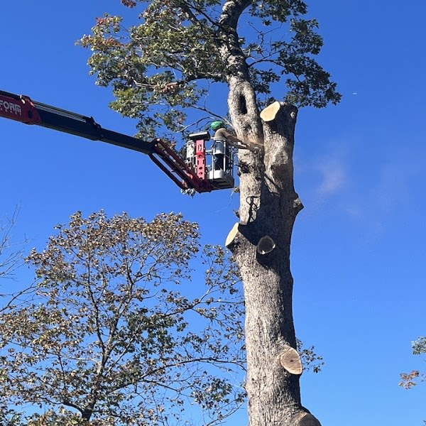 Thorpe’s Tree Service and Landscaping
