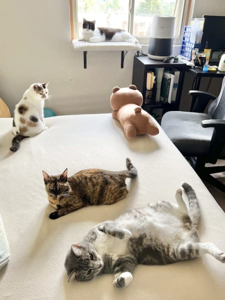 Monticello Animal Hospital