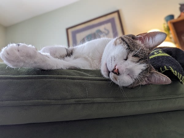 Mill Creek Veterinary Clinic