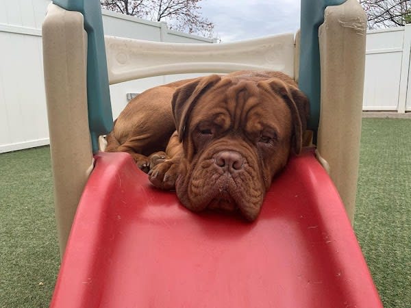 All Things Pawssible