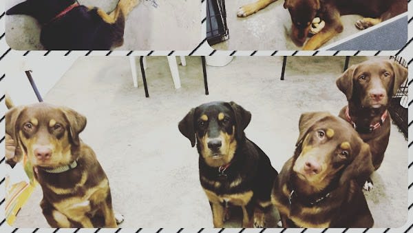 Shaggy Chic Pet Salon