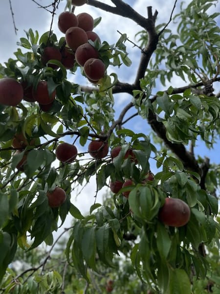 Hollin Peach Orchard & PYO Summer Garden