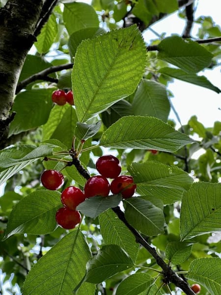 Levering Orchard
