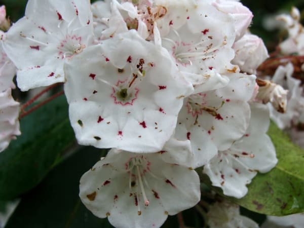 May Native Plant Walk