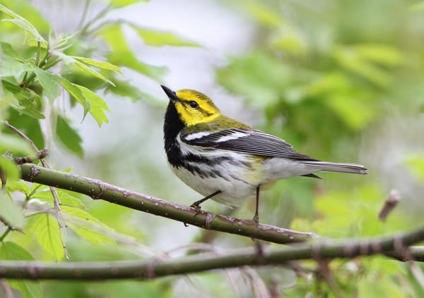 Evening Bird Hike
