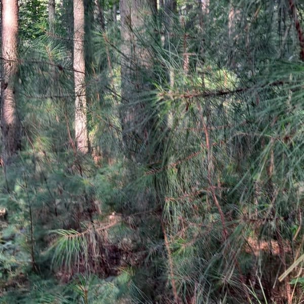 Mother's Day Special: Biscuit Run Park Hike: