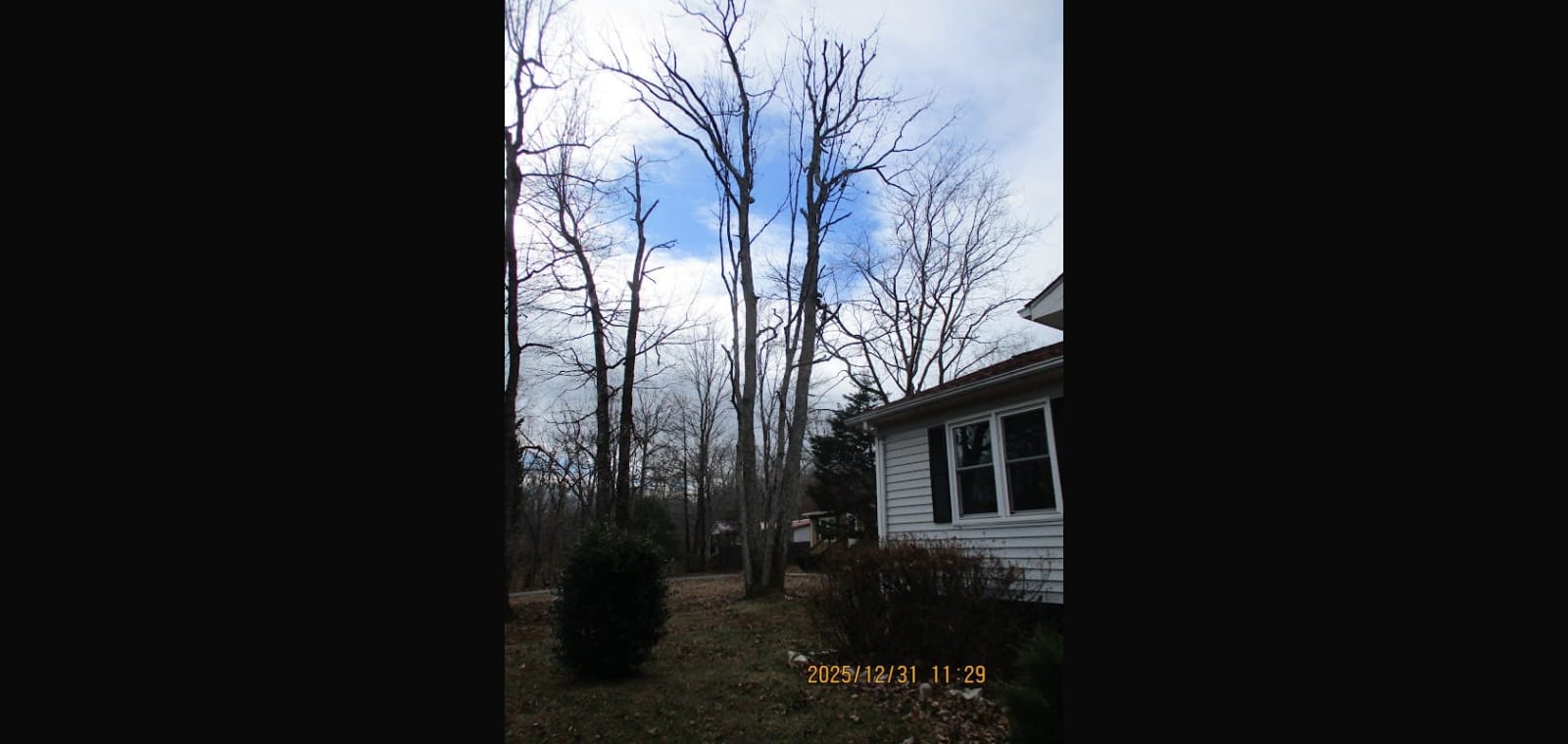 Brogan's Tree Service — image 1
