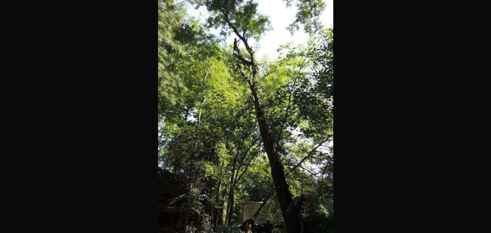 Blue Ridge Tree Service — image 1