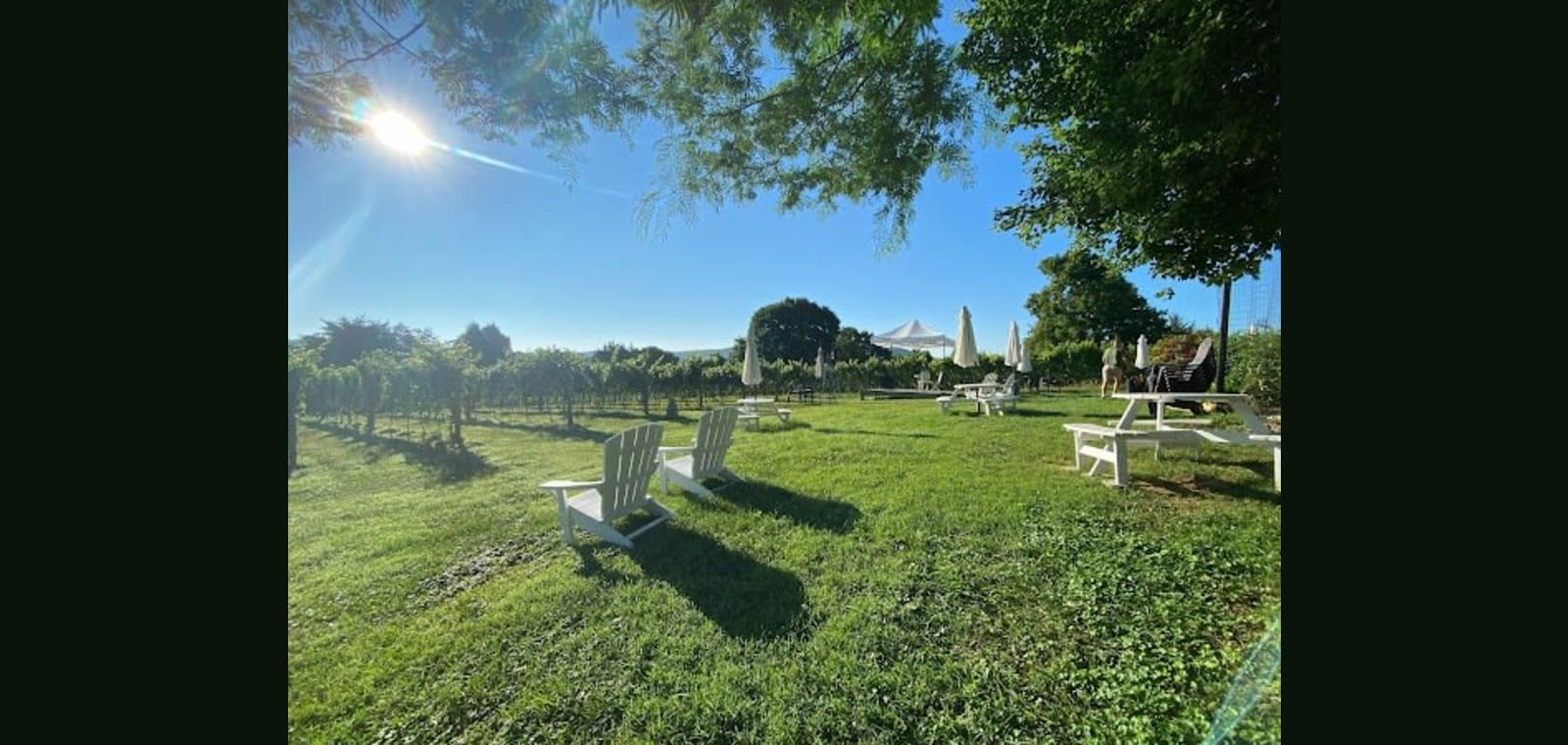 Montifalco Vineyard — image 1