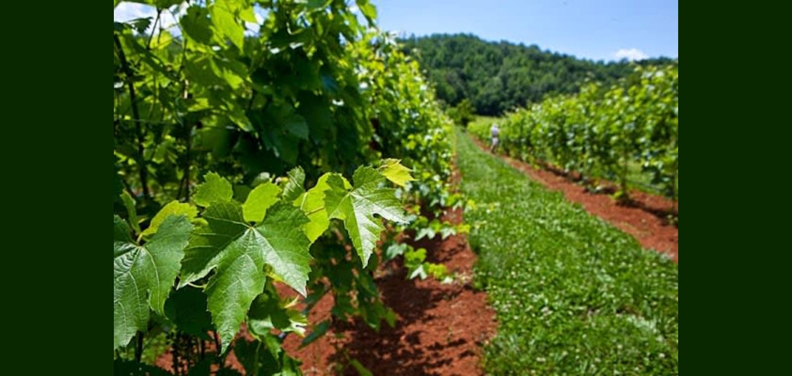 Loving Cup Vineyard & Winery — image 1
