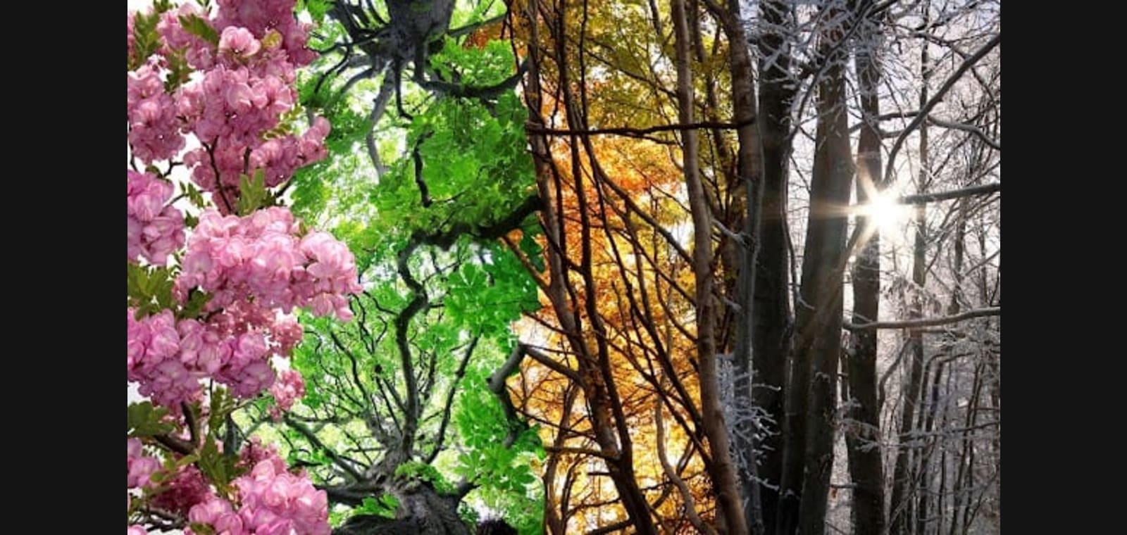 Four Seasons Harmony Holistic Health, Healing, & Ayurveda — image 1
