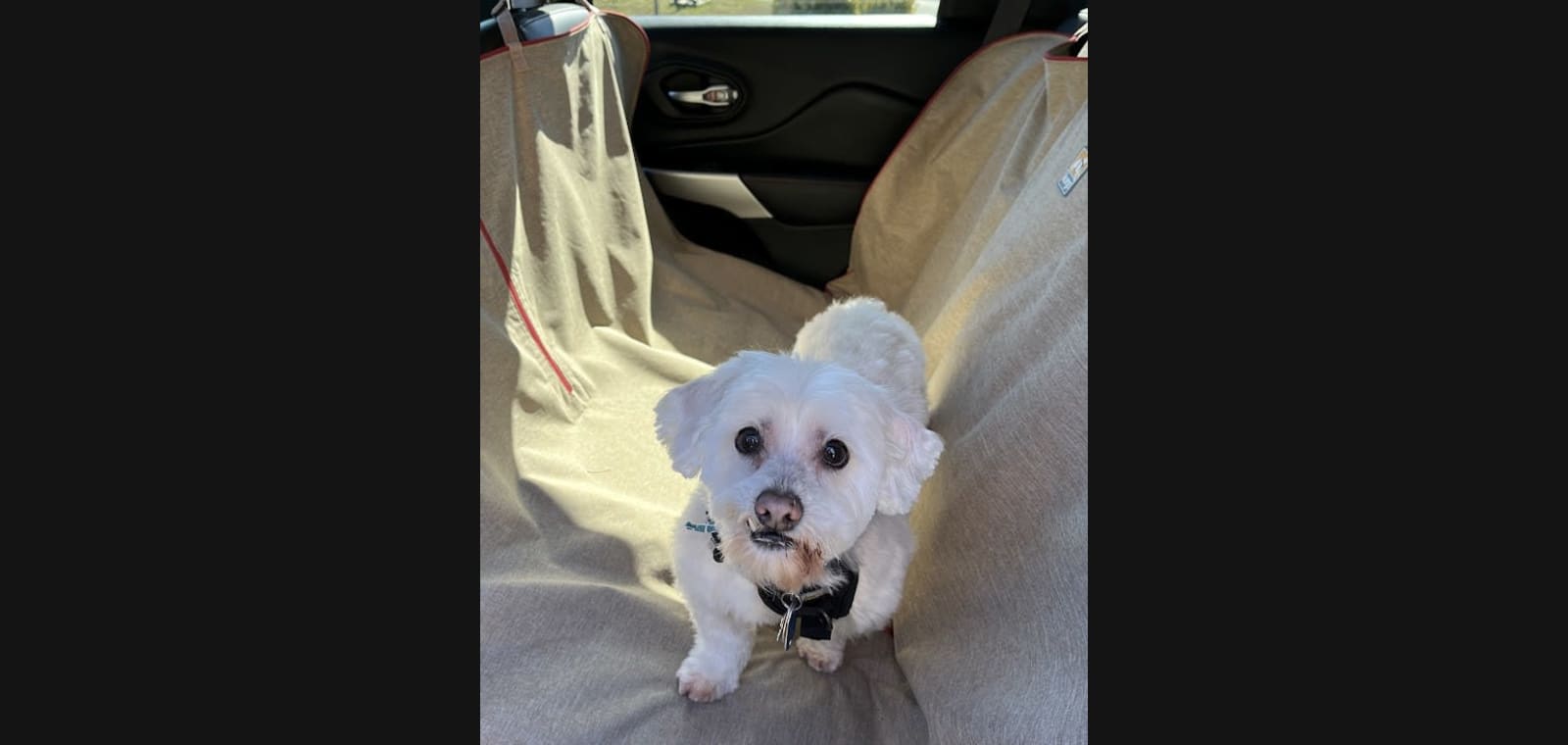 Airport Animal Clinic — image 1
