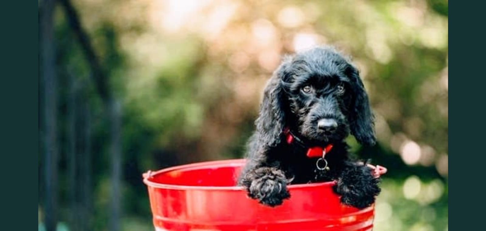 Bark All About It Dog And Cat Spa — image 1