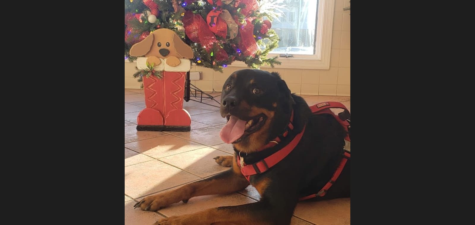 Commonwealth Veterinary Clinic — image 1