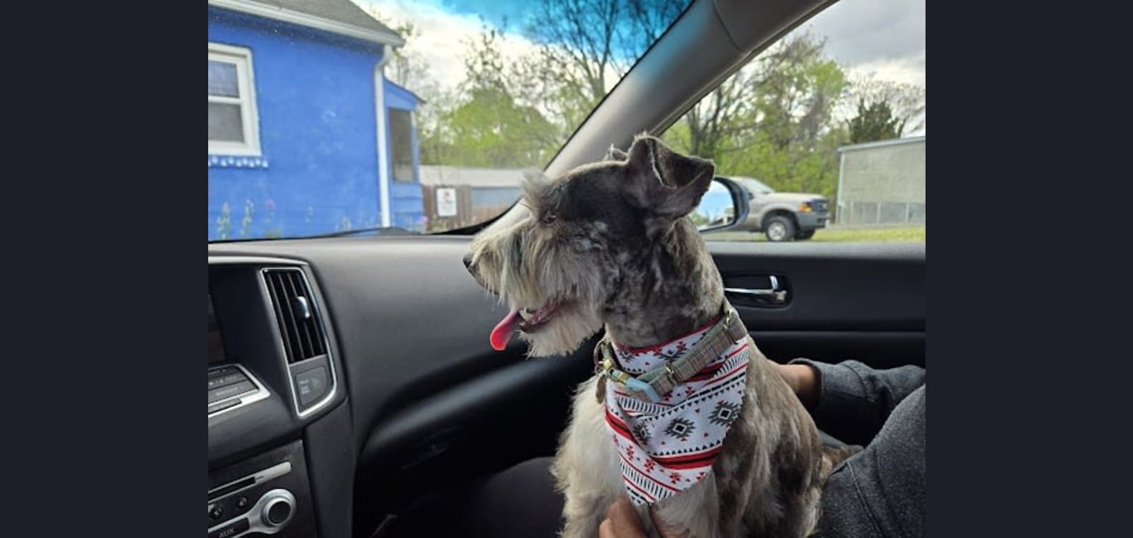 Divine Darlings Pet Grooming and Boarding — image 1