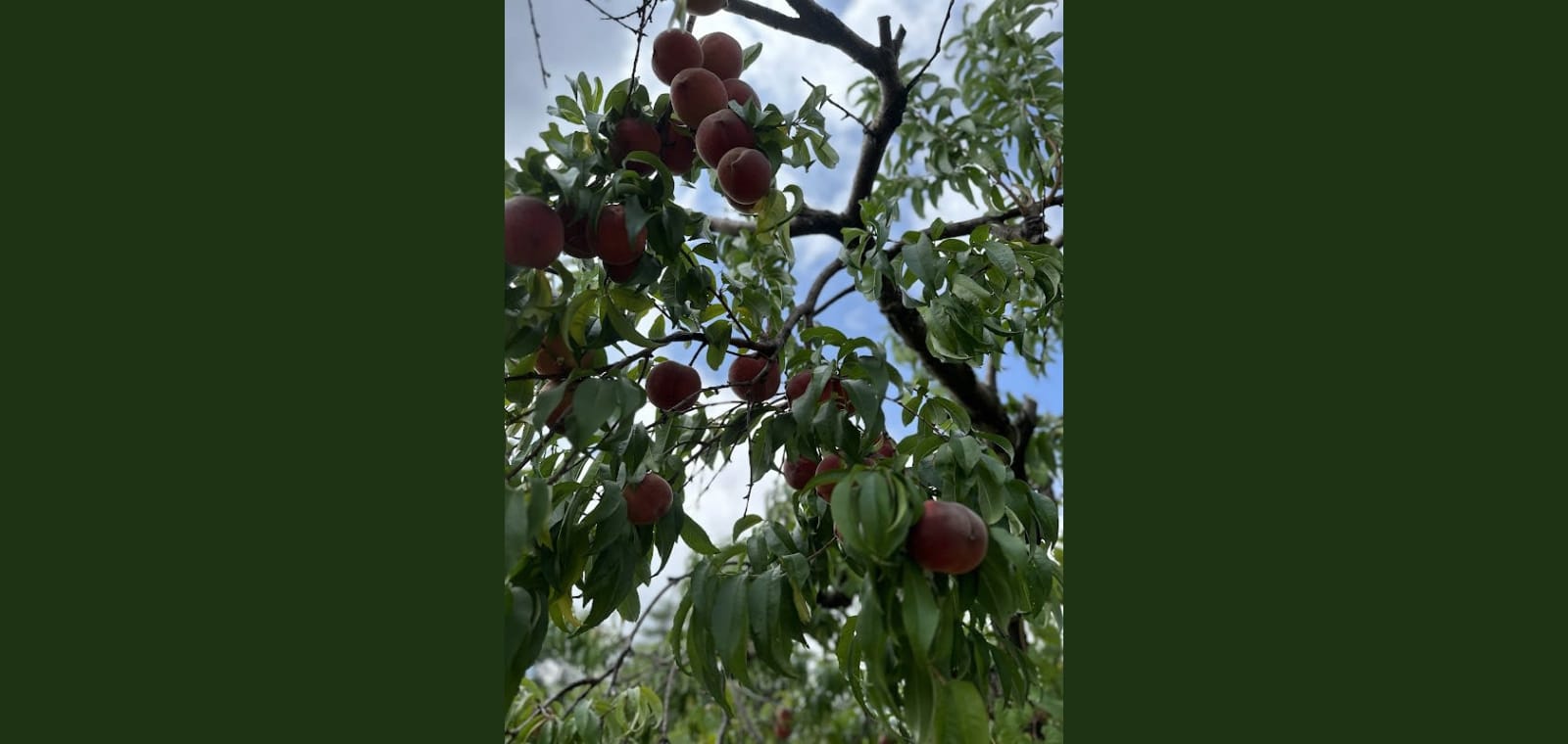 Hollin Peach Orchard & PYO Summer Garden — image 1