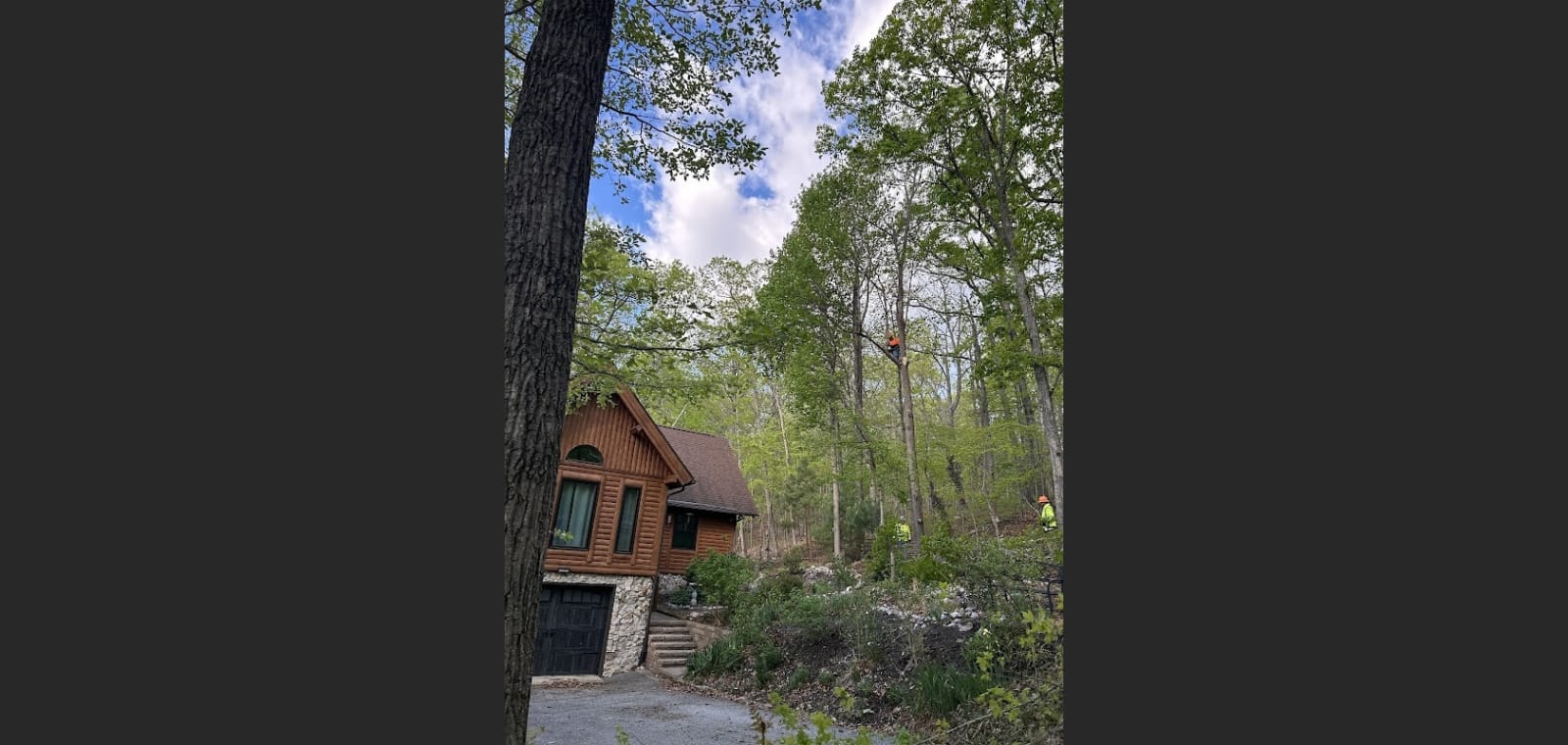 Arbor Hills Tree Services — image 1