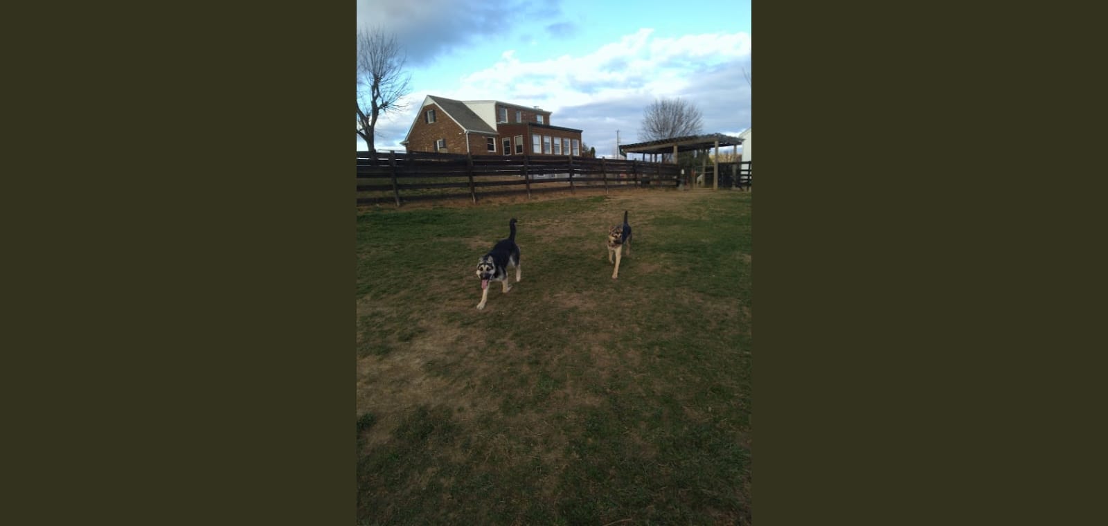 Home Away From Home Dog Boarding — image 1