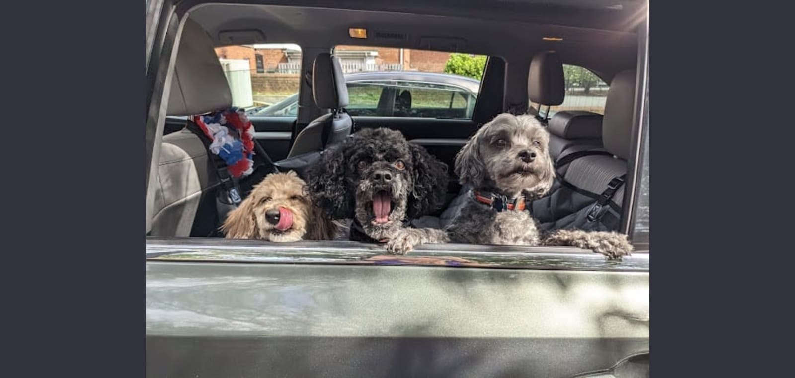 Kathy Marrs Pet Grooming — image 1