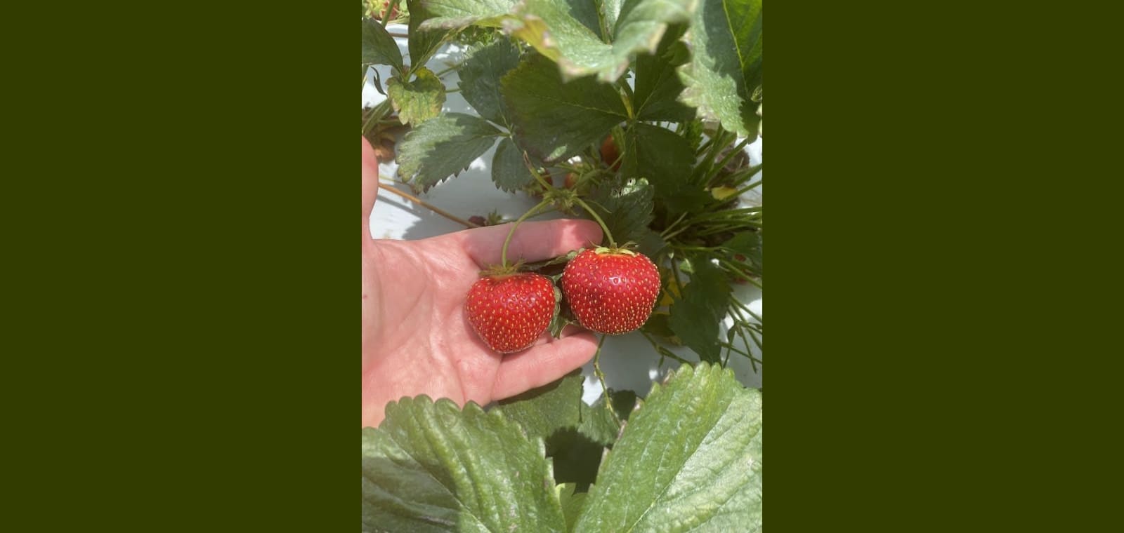 Overlook Farms — image 1