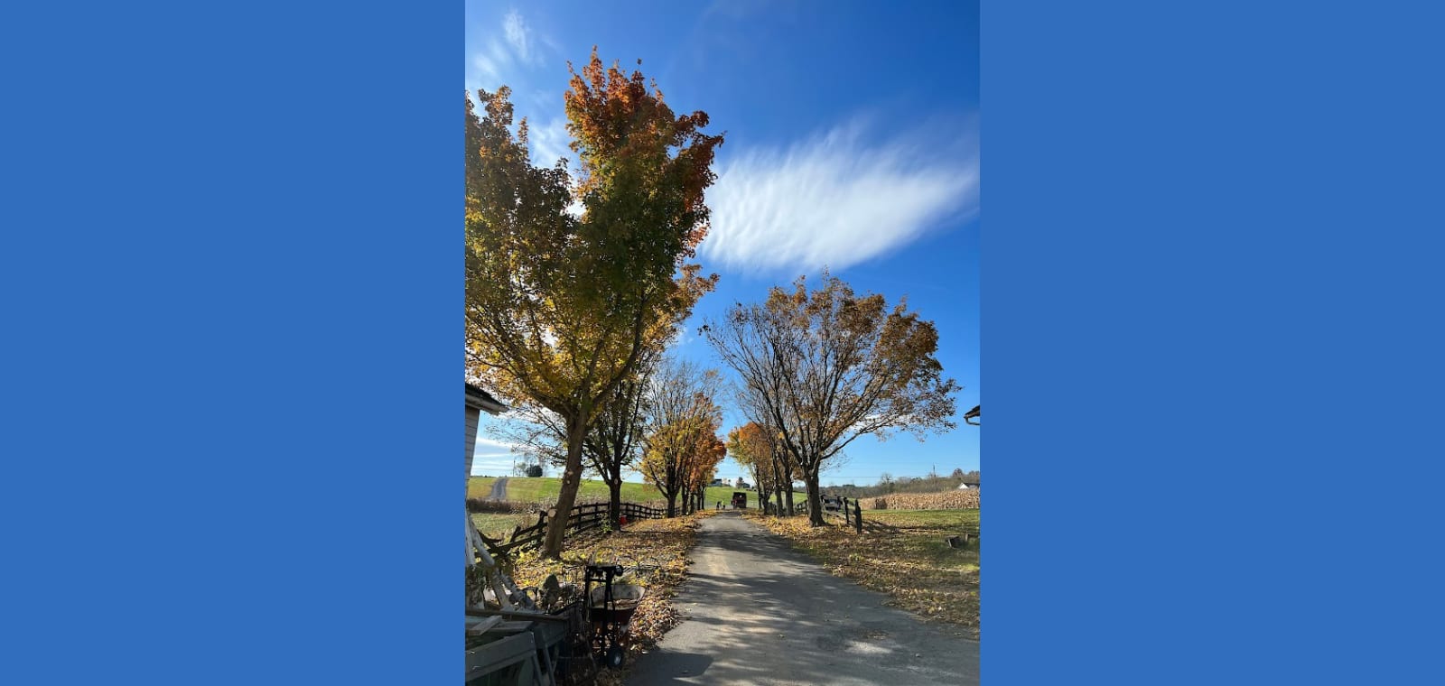 Legion Hills Tree Services — image 1