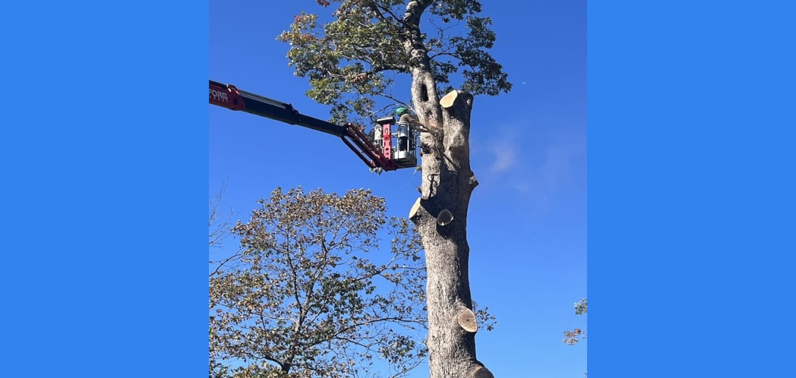 Thorpe’s Tree Service and Landscaping — image 1