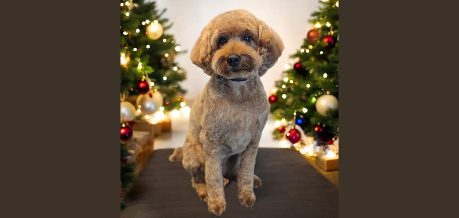 Little Creek Dog Grooming LLC — image 1