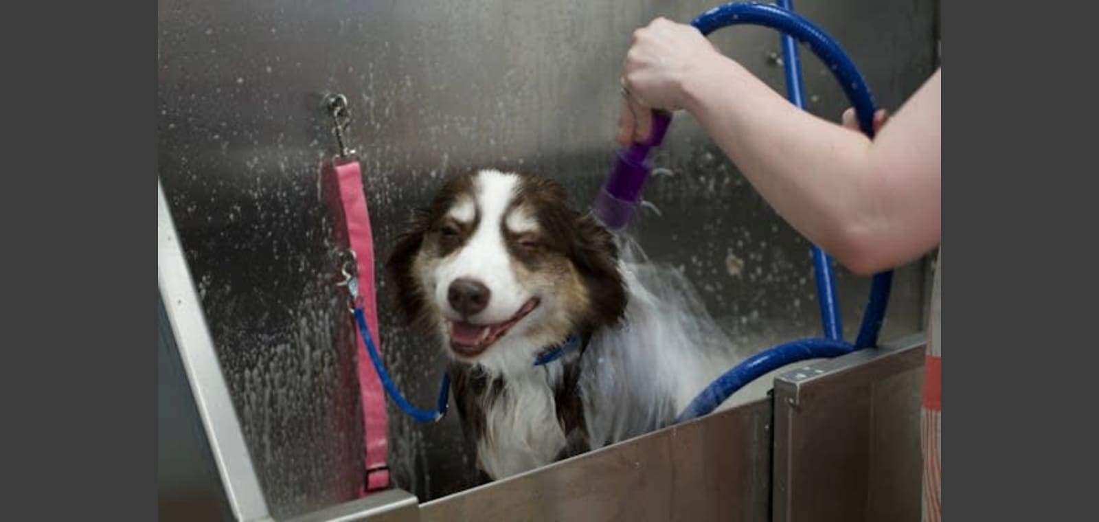 Newman Groomin' — image 1