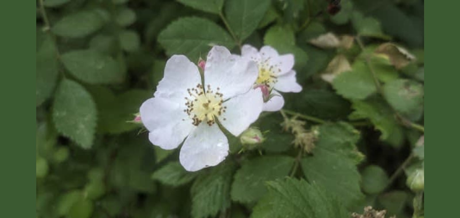 Butterfly Greenway — image 1