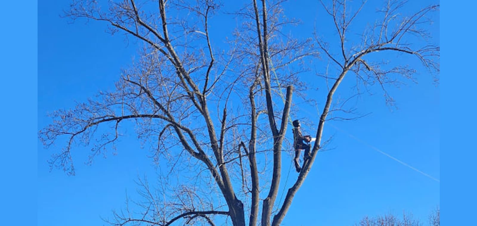 Dyer's Tree Service — image 1