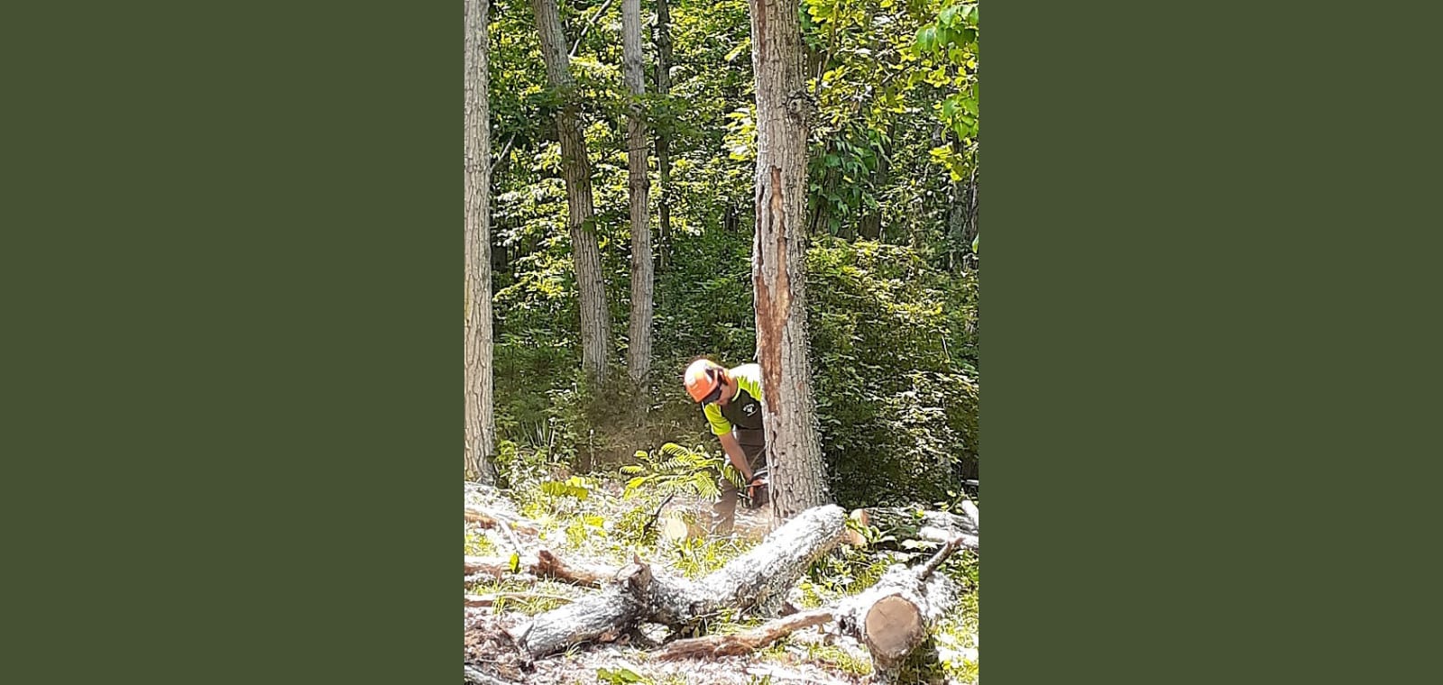 Dean's Tree Service — image 1